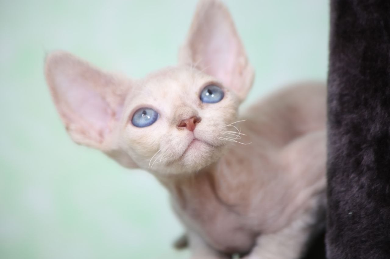 DRX, а 21 32 котик Nevskiy Favorite Qu'Appelle 🧿 д/р 06.04.26. Nevskiy Favorite — питомник девон-рексов в Санкт-Петербурге. Здоровые, ласковые и редкие котята