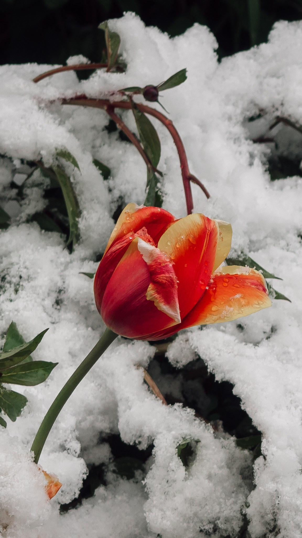 Тычинки и пестики