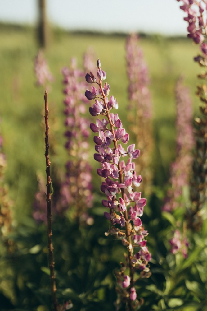 Ира и Бустик. Семейный и детский фотограф в Рязани Екатерина Воронцова