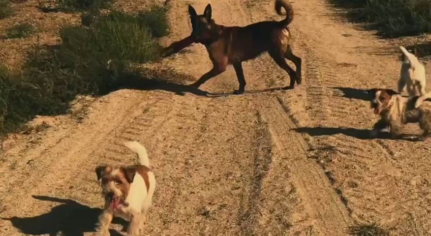 Lovely-Orange питомник джек рассел терьеров