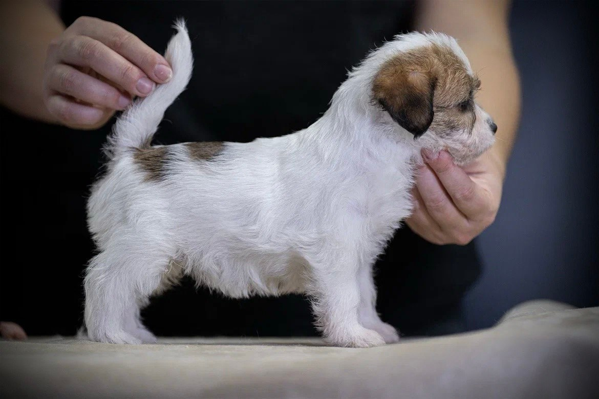 Сука 4. Lovely-Orange питомник джек рассел терьеров