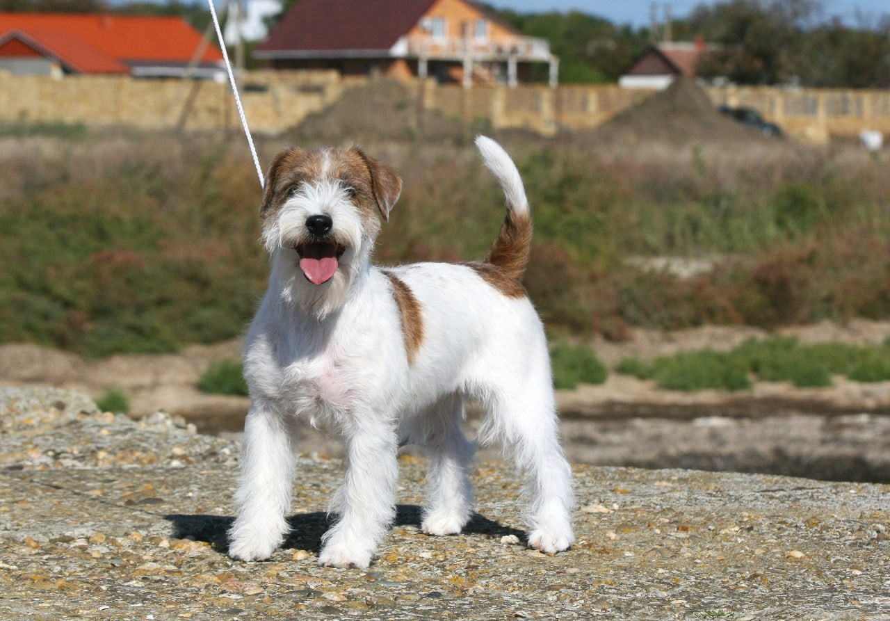 Lovely -Orange Team Spirit. Lovely-Orange питомник джек рассел терьеров