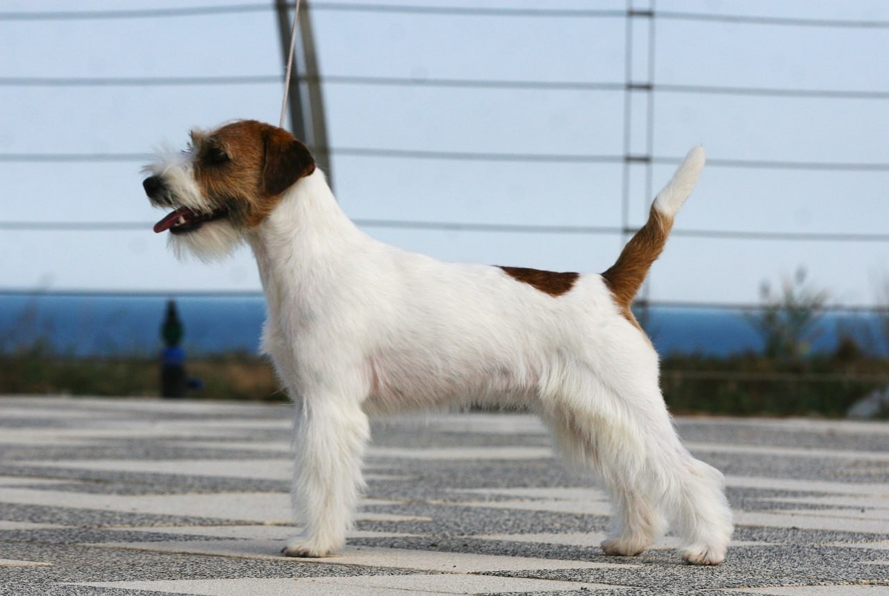Lovely-Orange Escada. Lovely Orange kennel Jack Russell Terrier FCI/RKF