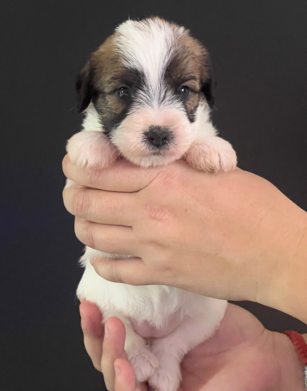 Сука 1. Lovely Orange kennel Jack Russell Terrier FCI/RKF