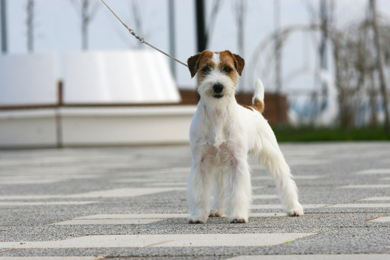 Lovely-Orange Escada. Lovely Orange kennel Jack Russell Terrier FCI/RKF
