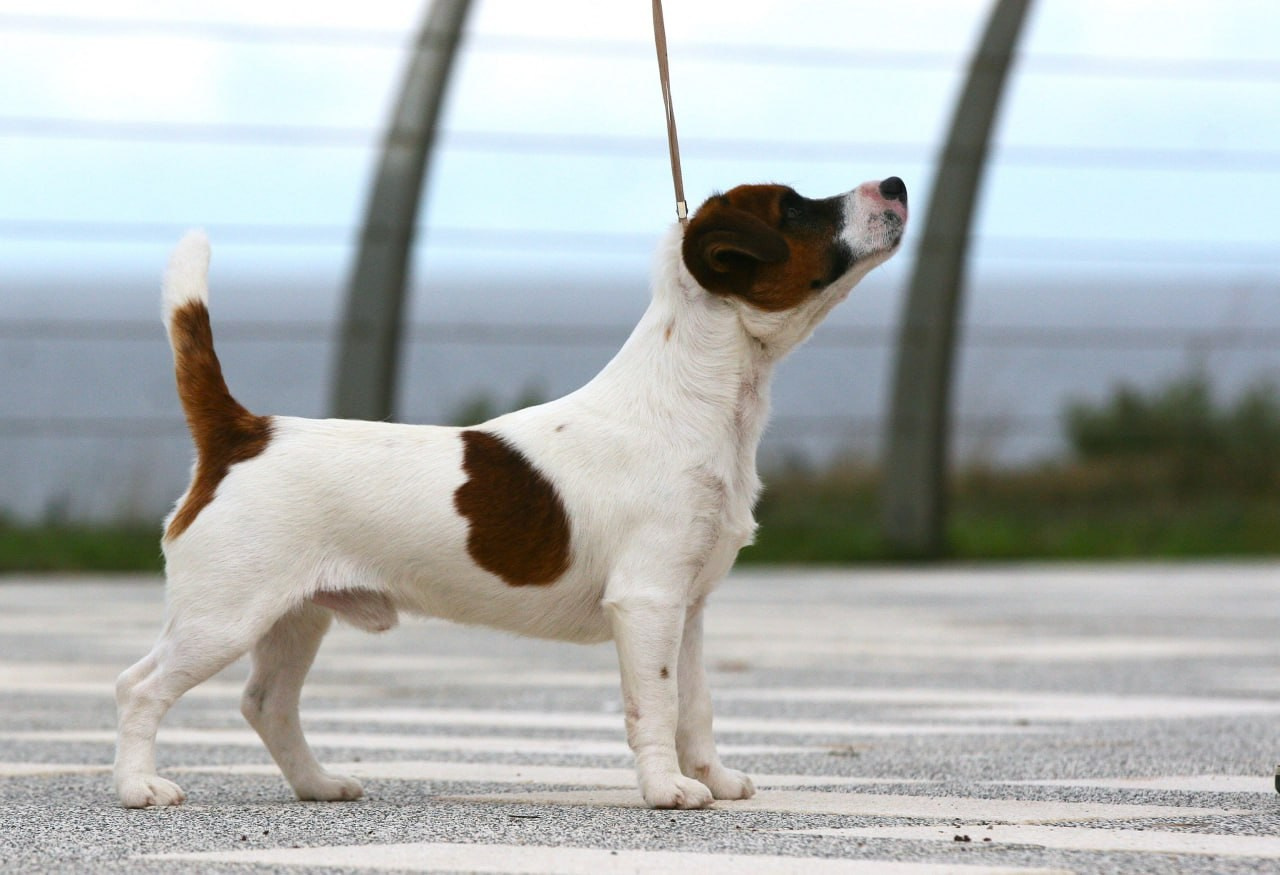 ADM'S DOGS GATSBY FOR LOVELY ORANGE. Lovely-Orange питомник джек рассел терьеров