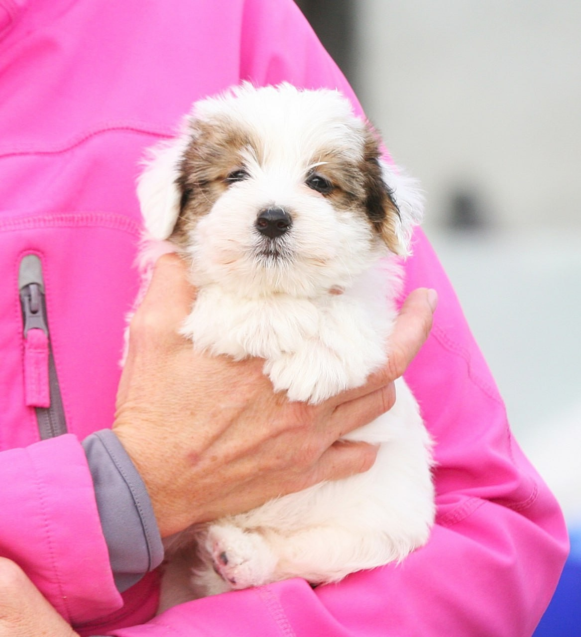 Кобель. Lovely Orange kennel Jack Russell Terrier FCI/RKF