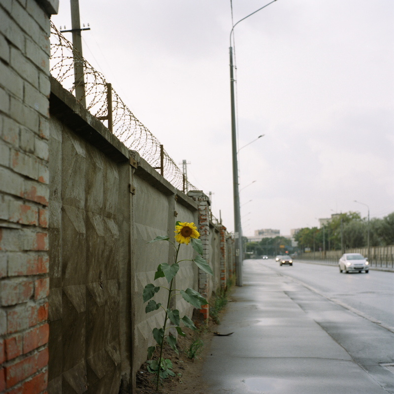 Дорога на Петергоф. Екатерина Васильева художник, куратор и преподаватель