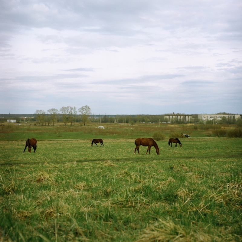 Дорога на Петергоф. Екатерина Васильева художник, куратор и преподаватель