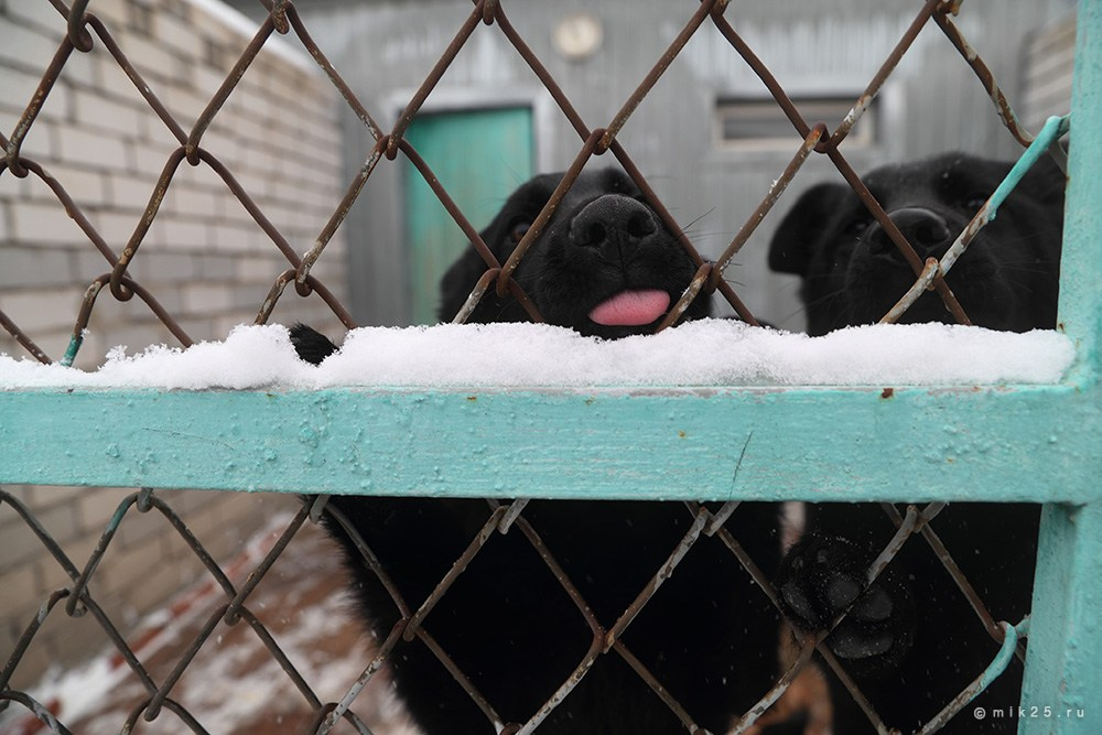 Разное. Конец зимы. Mik25