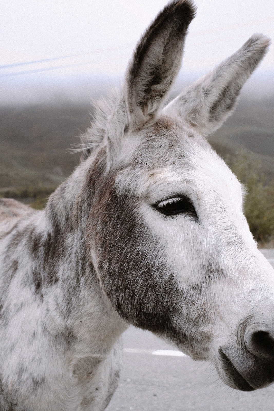 Prints. North Ossetia