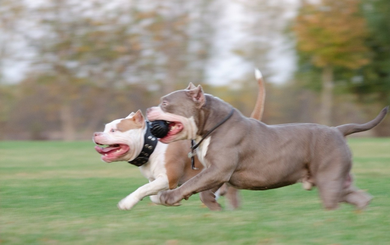 два булли бегут по траве в разных окрасах 