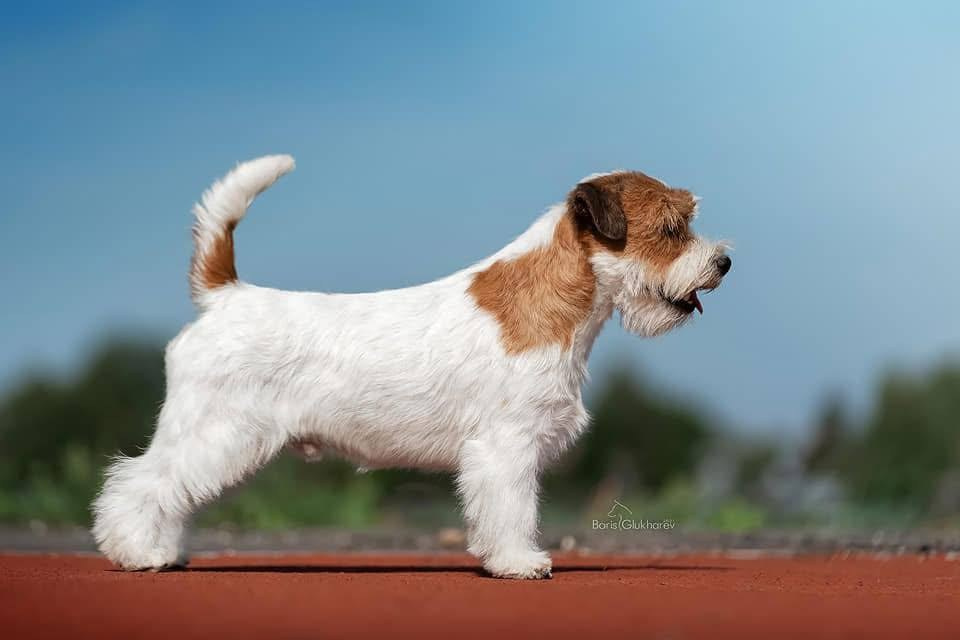 Lovely-Orange Grand Muffin. Lovely-Orange питомник джек рассел терьеров