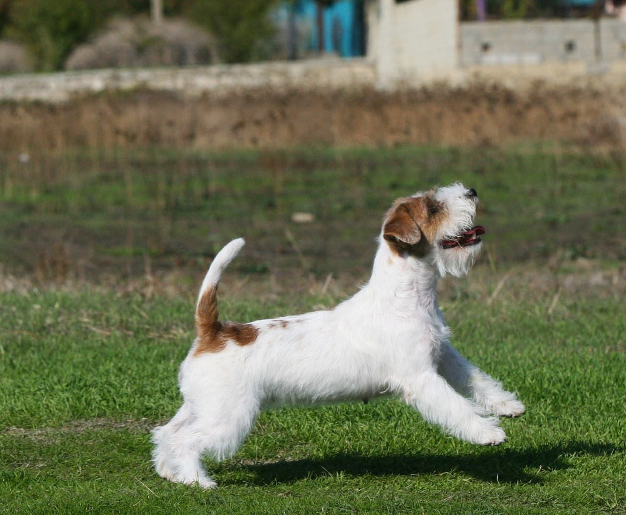 Lovely -Orange Team Spirit. Lovely-Orange питомник джек рассел терьеров