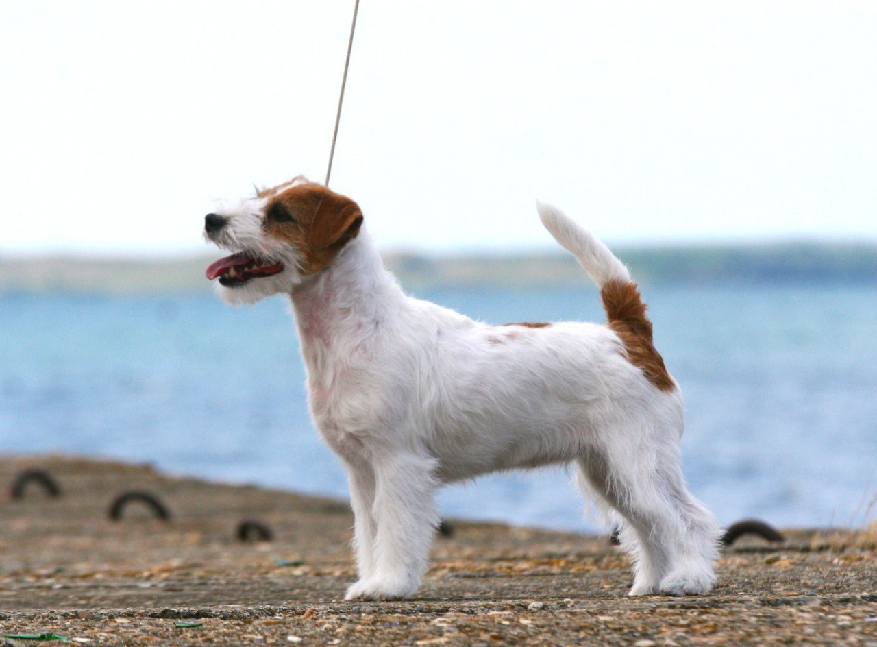 Anroal Chiquilla aka Miya. Lovely-Orange питомник джек рассел терьеров