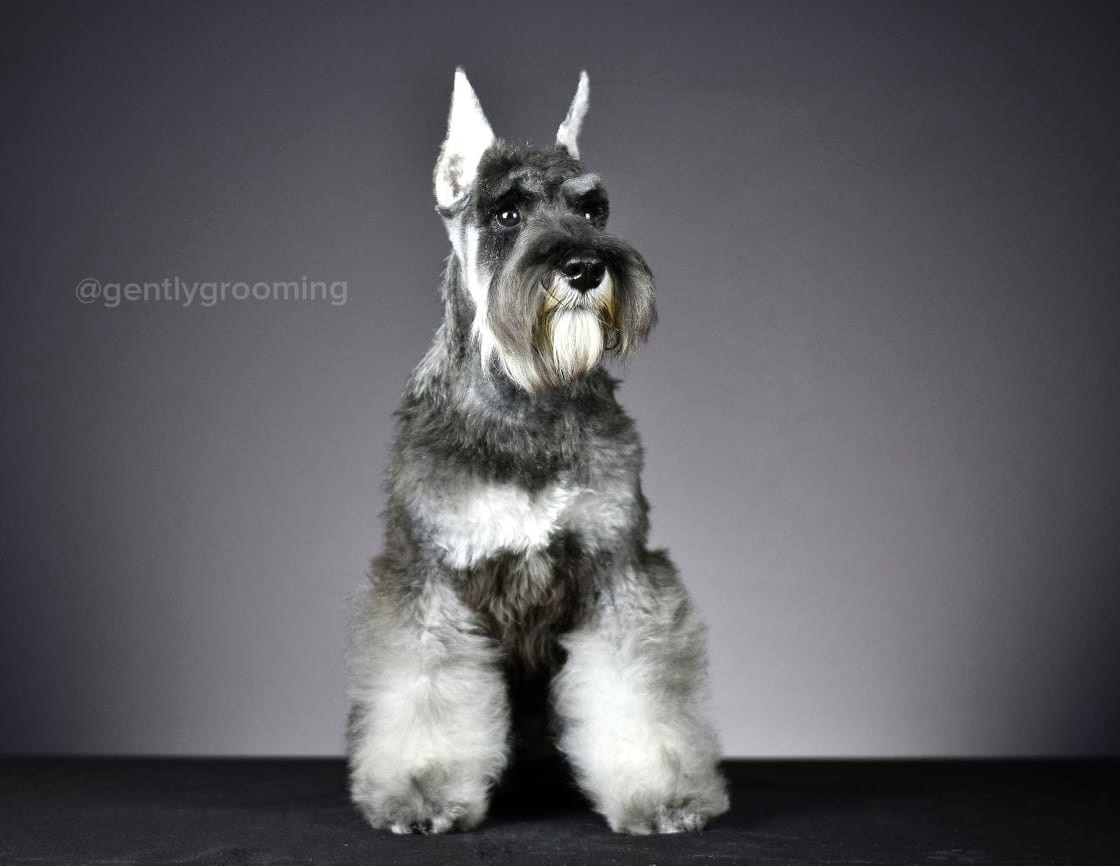 Армина/ Delinso Balance May-Armina. Питомник цвергшнауцеров в Беларуси «Делинсо Бэлэнс»