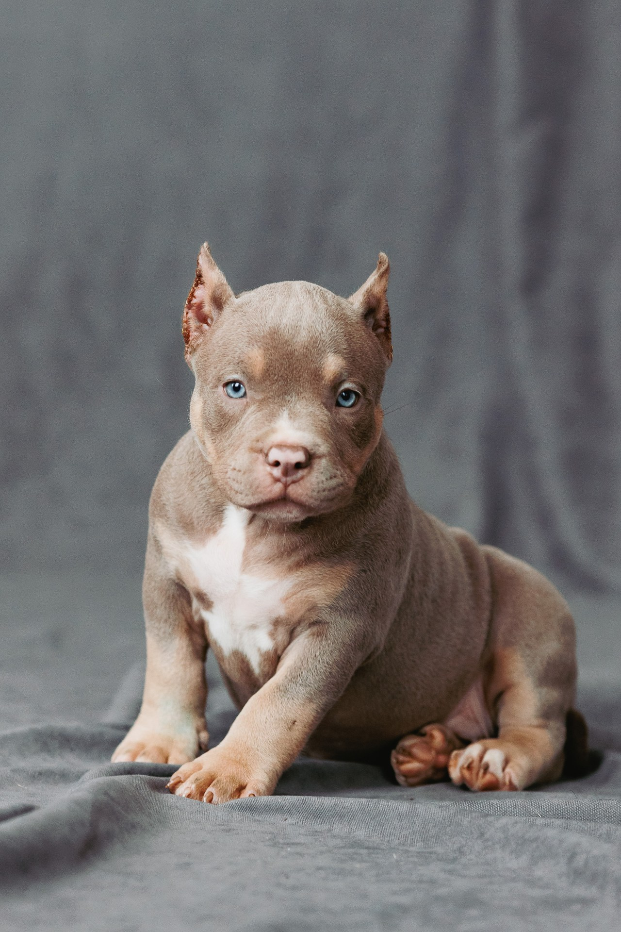 Щенки. Фотосъёмка для бизнеса — предметное фото, репортаж с мероприятий, портреты людей, съёмка интерьера и экстерьера