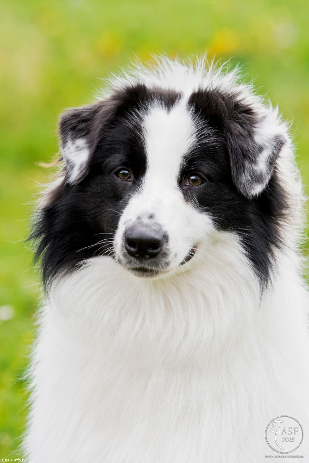 Карныш. BLGKV питомник собак