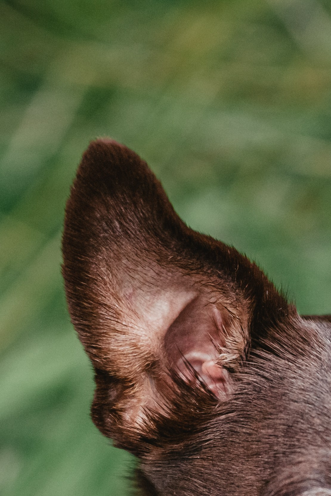 Восточный мост. Фотограф-анималист Татьяна Степанова