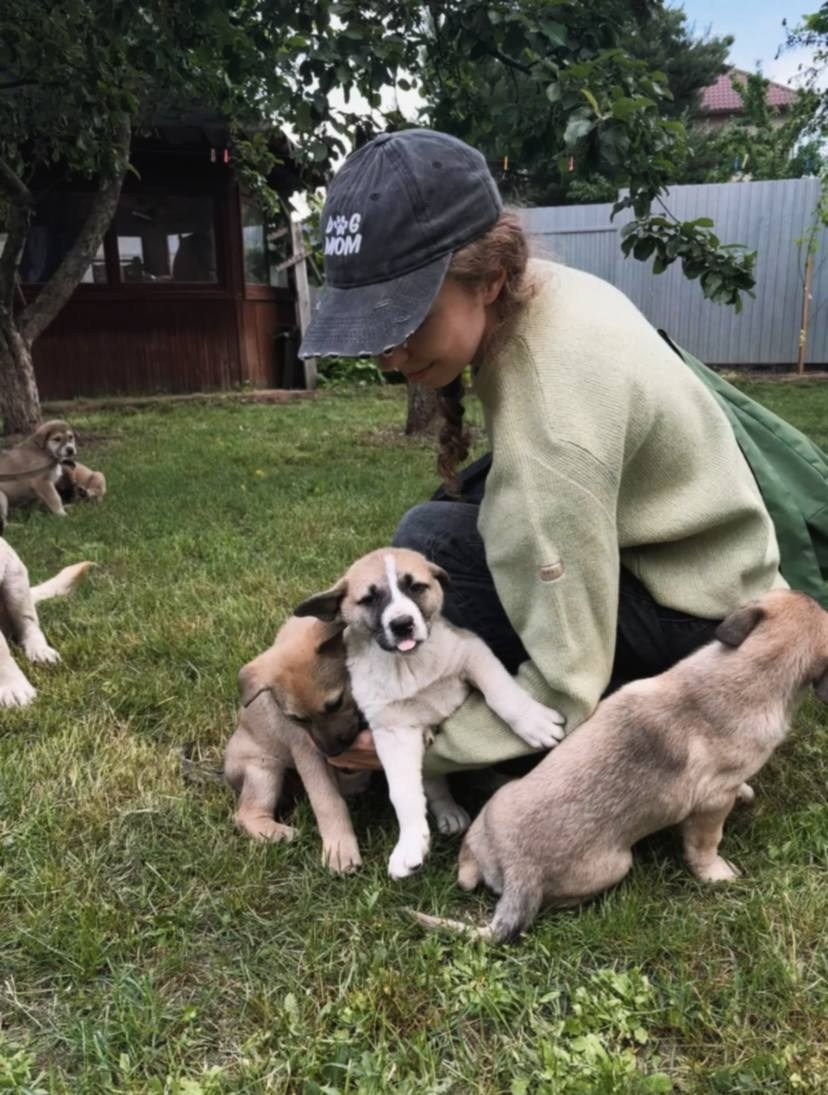 Прогулки и волонтерство. Забери домой друга