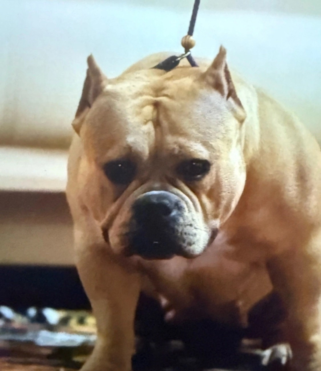 щенки американский булли стандарт в Казахстане