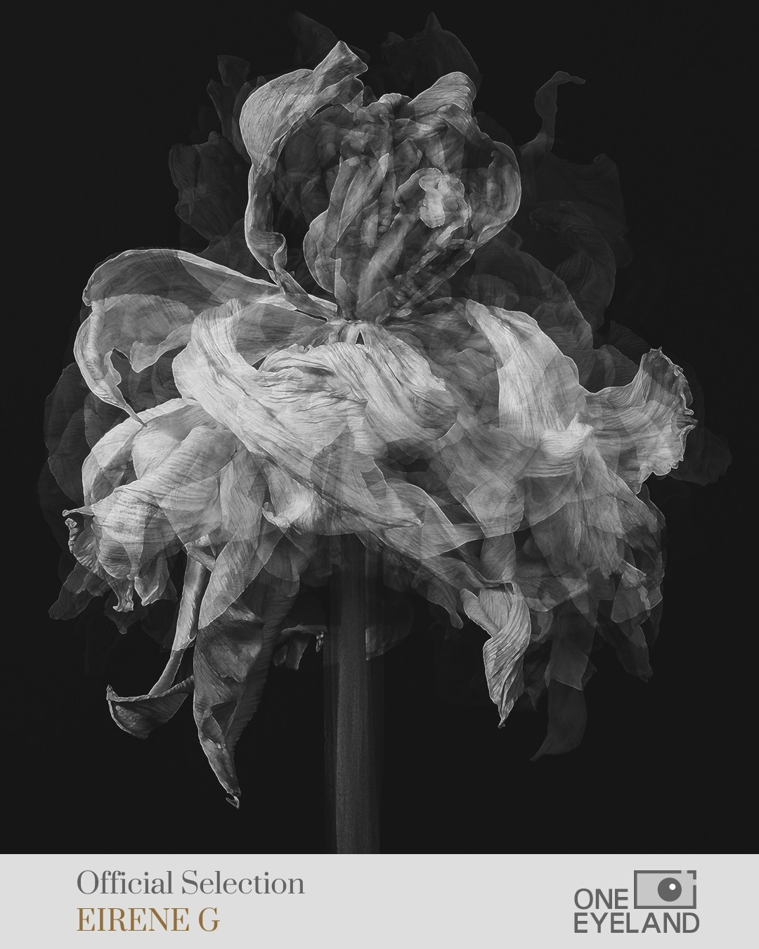 ONEEYELAND GALLERY. Eirene G |  Photoartist | Flowers from my garden