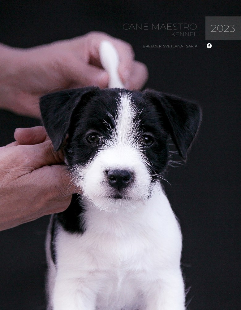 CANE MAESTRO ROLEX. CANE MAESTRO — kennel Jack Russell Terrier