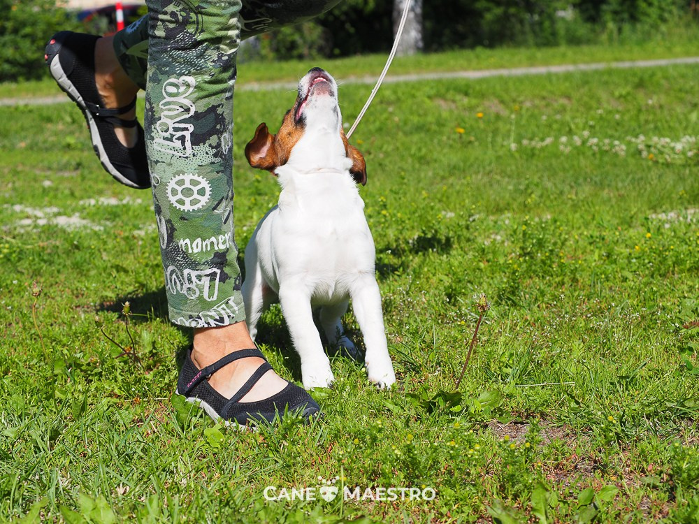 Щенок Джек-рассел-терьер. КМ ФЕЛИЧИТА. Гладкий тип шерсти. Девочка №2. КАНЕ МАЭСТРО — питомник Джек рассел терьеров