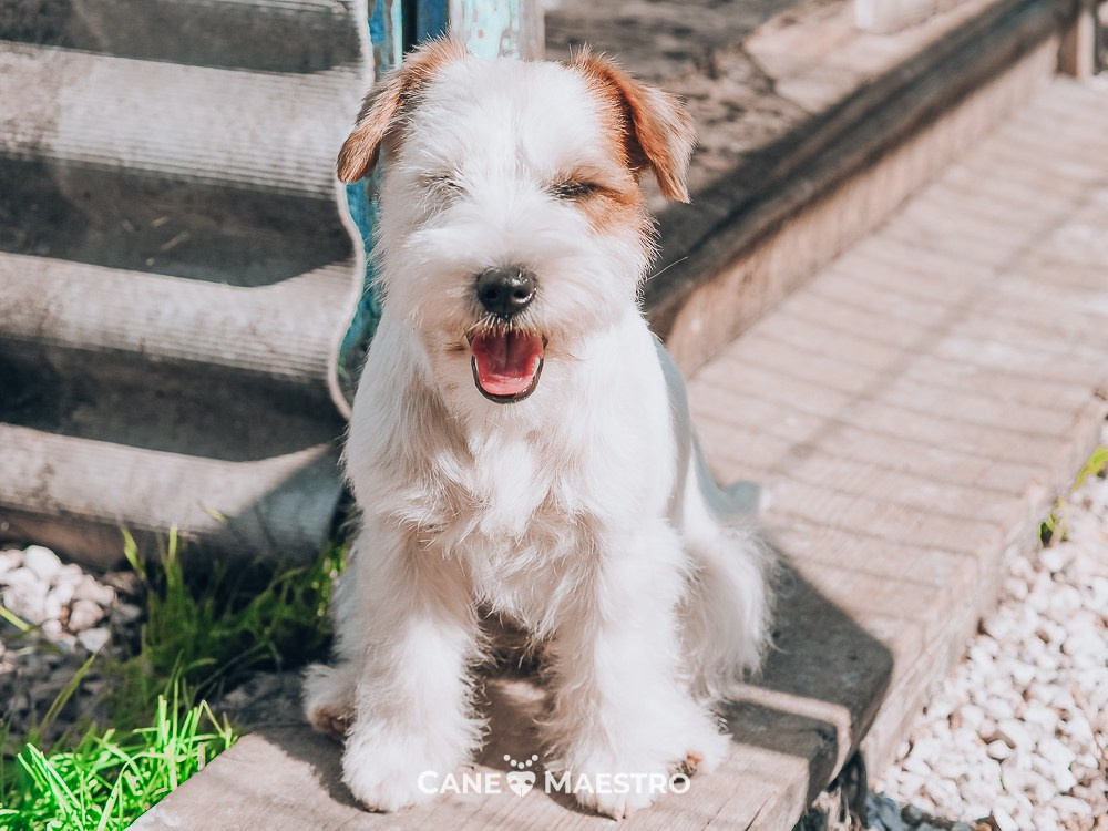 Жесткошерстная. Бело-рыжая Джек рассел терьер. КАНЕ МАЭСТРО СЕРЕБРО. КАНЕ МАЭСТРО — питомник Джек рассел терьеров