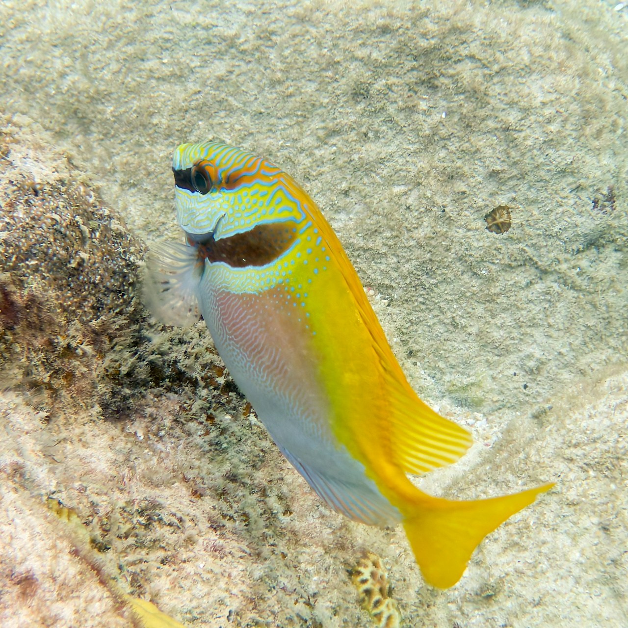 Мне посмотреть. Рыбов показываю