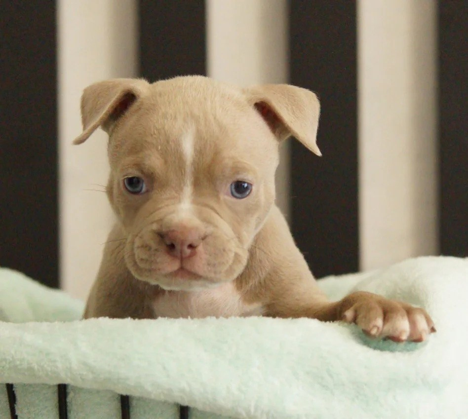 Щенки Американский булли. ПИТОМНИК СОБАК ПОРОДЫ АМЕРИКАНСКИЙ БУЛЛИ