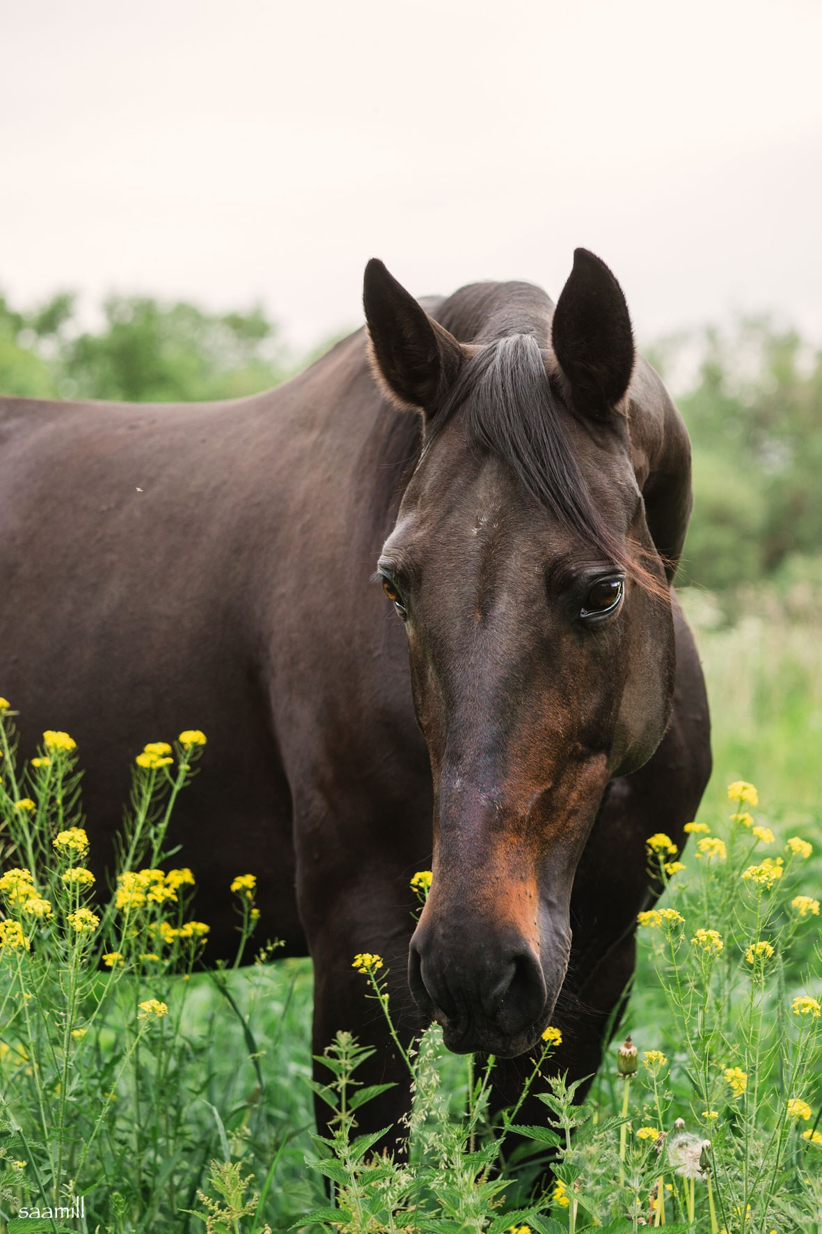 Life with horse. Saamill