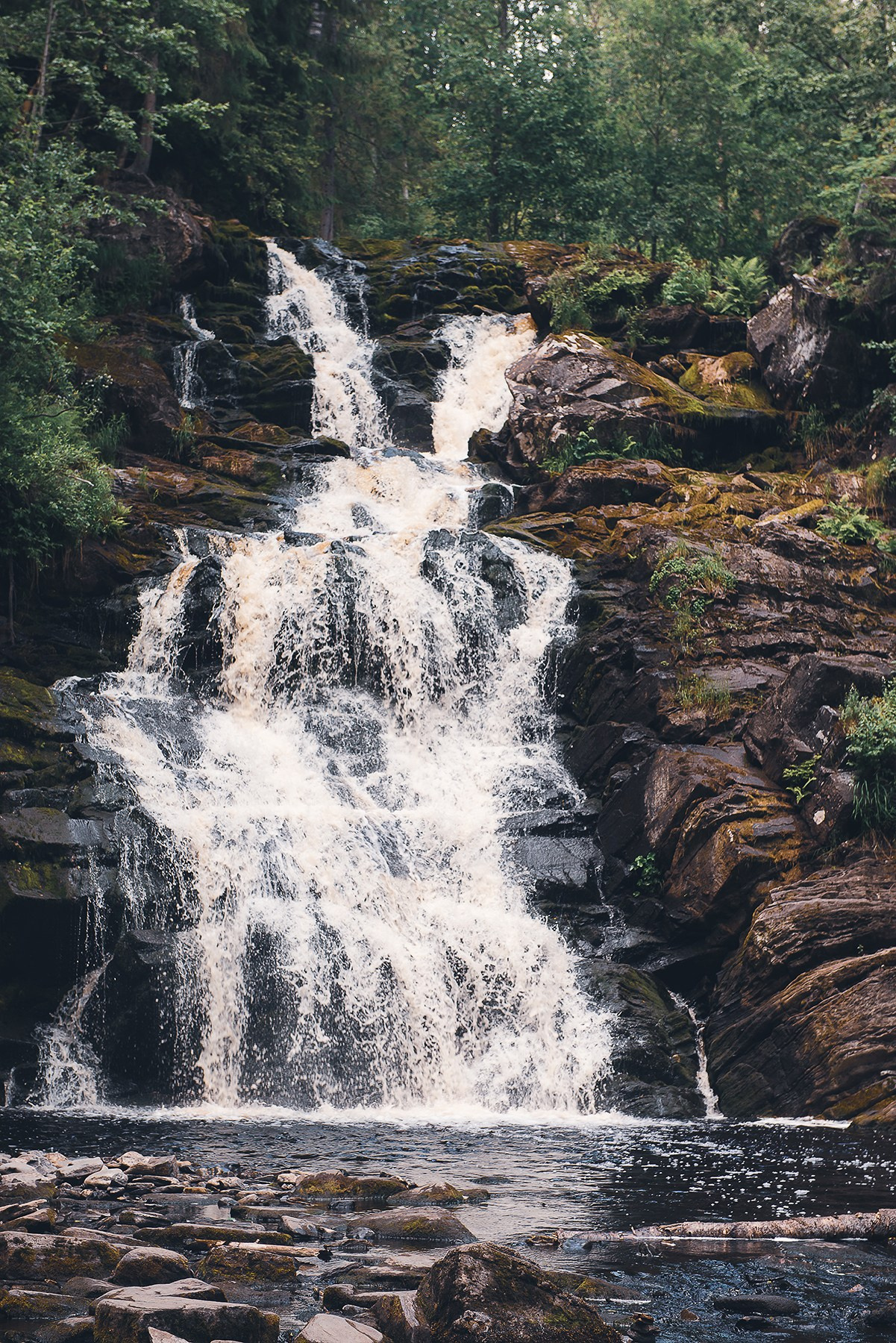 Карелия. Фотограф-анималист Наталья Светличная