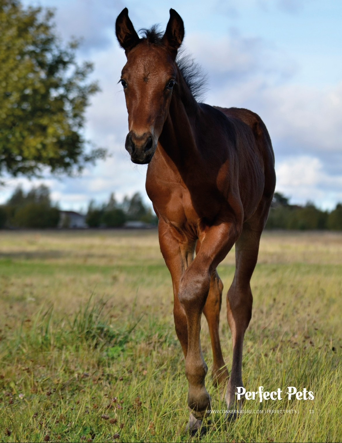 Публикации. Фотограф анималист