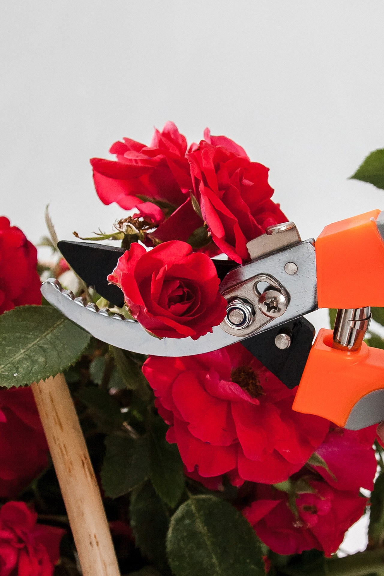 Секатор. Портретный, семейный, свадебный фотограф в Брянске Маргарита Василькова