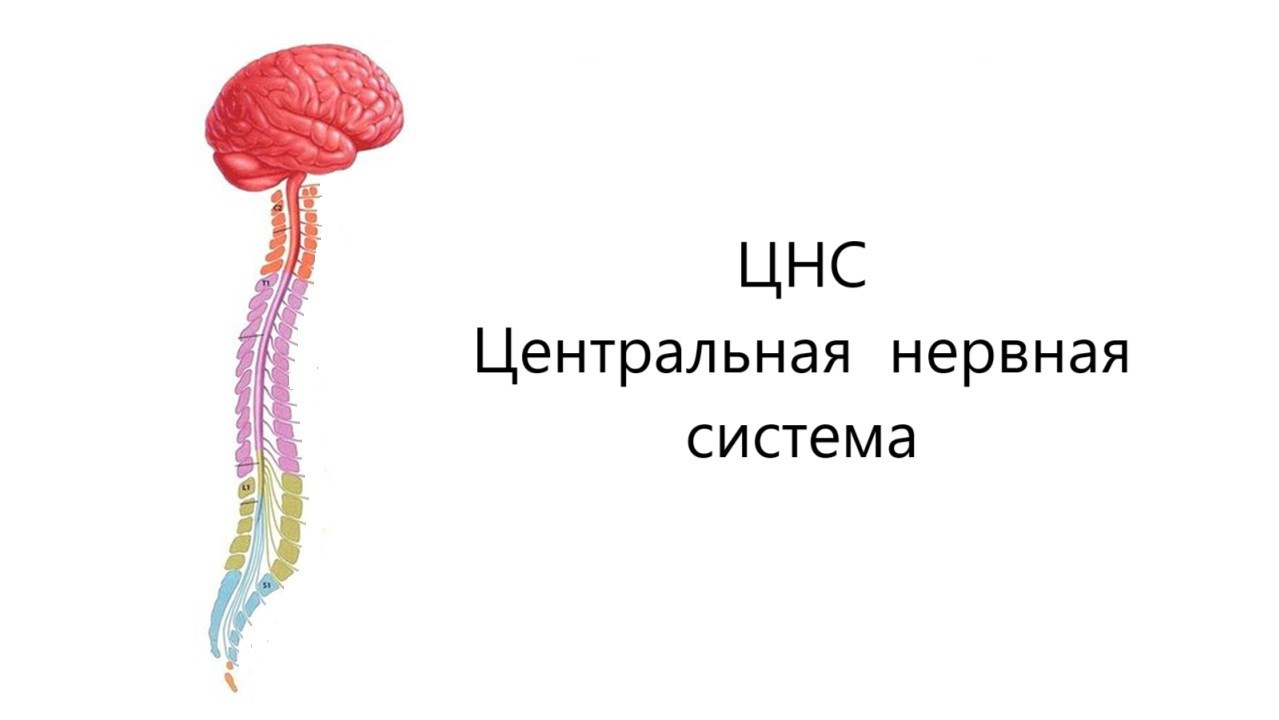 Готовые курсы приема продукции компании Сово-Сова. Сово-Сово — Омоложение и оздоровление!