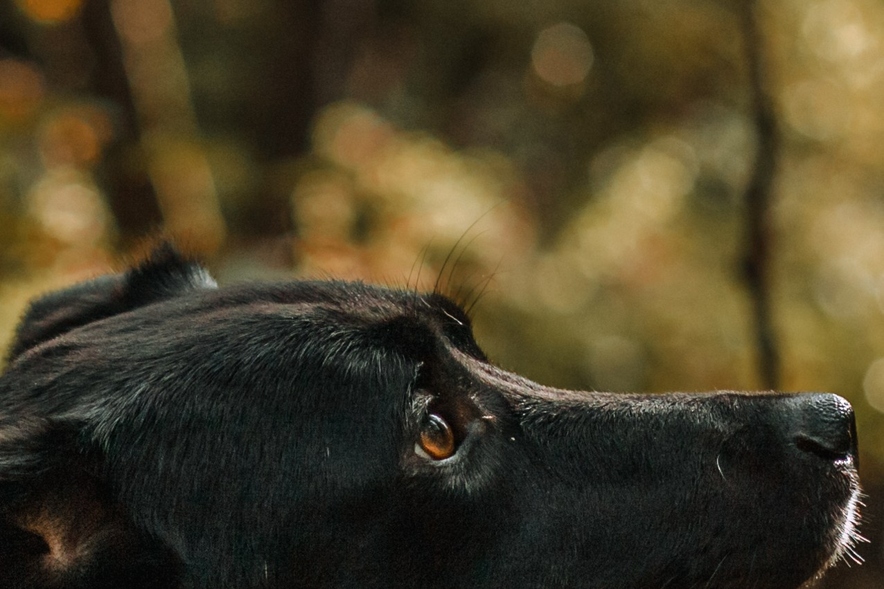 Юля и Фортуна. Фотограф-анималист Татьяна Степанова