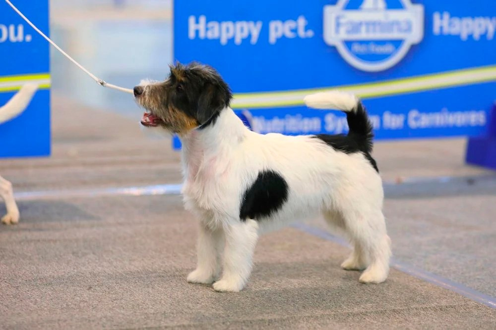 Port Fortis Destiny Of Love