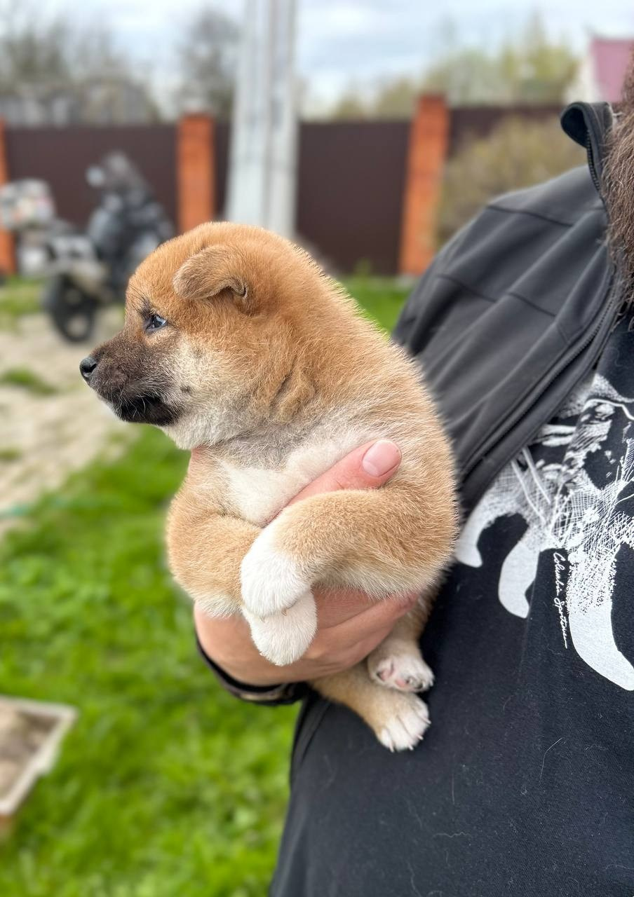 Сиба Rubylight Fumiko питомник Рубилайт