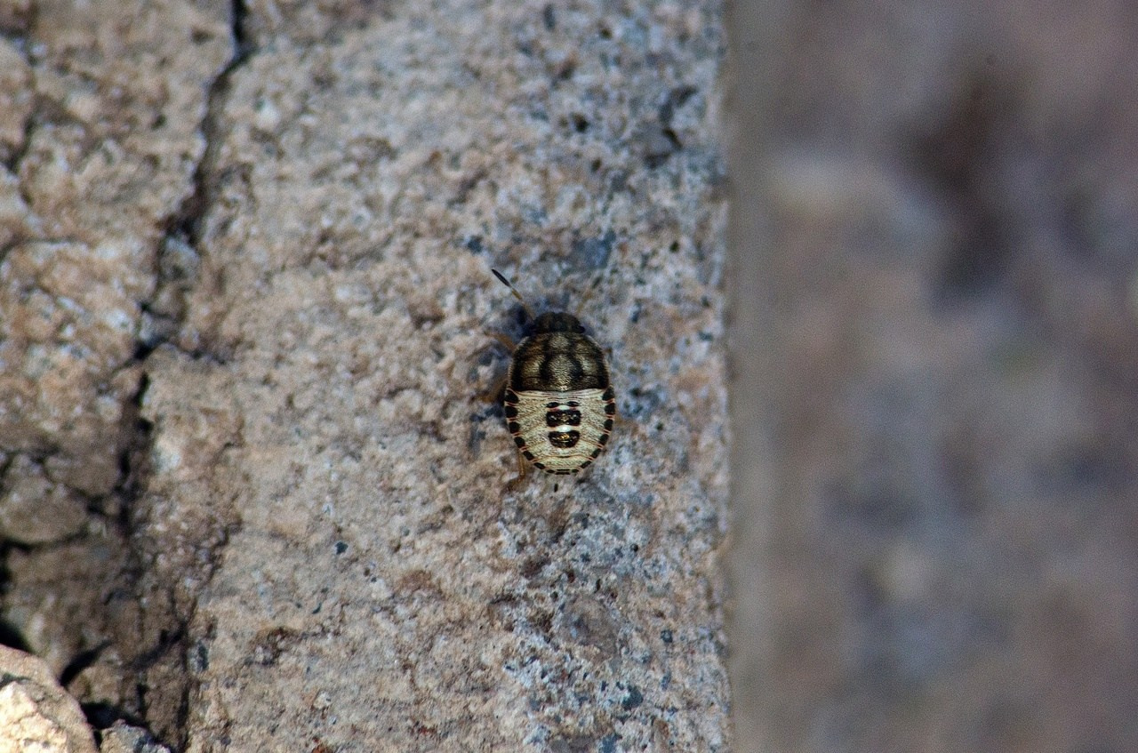 Дары Природы. Sreda fotoArt