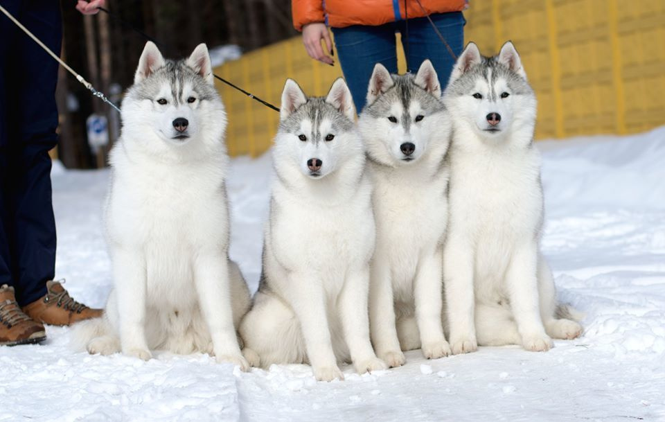 Племенная книга питомника Ice Fantasy. Купить щенка Вельш-корги-кардиган в семейном питомнике — Ice Fantasy