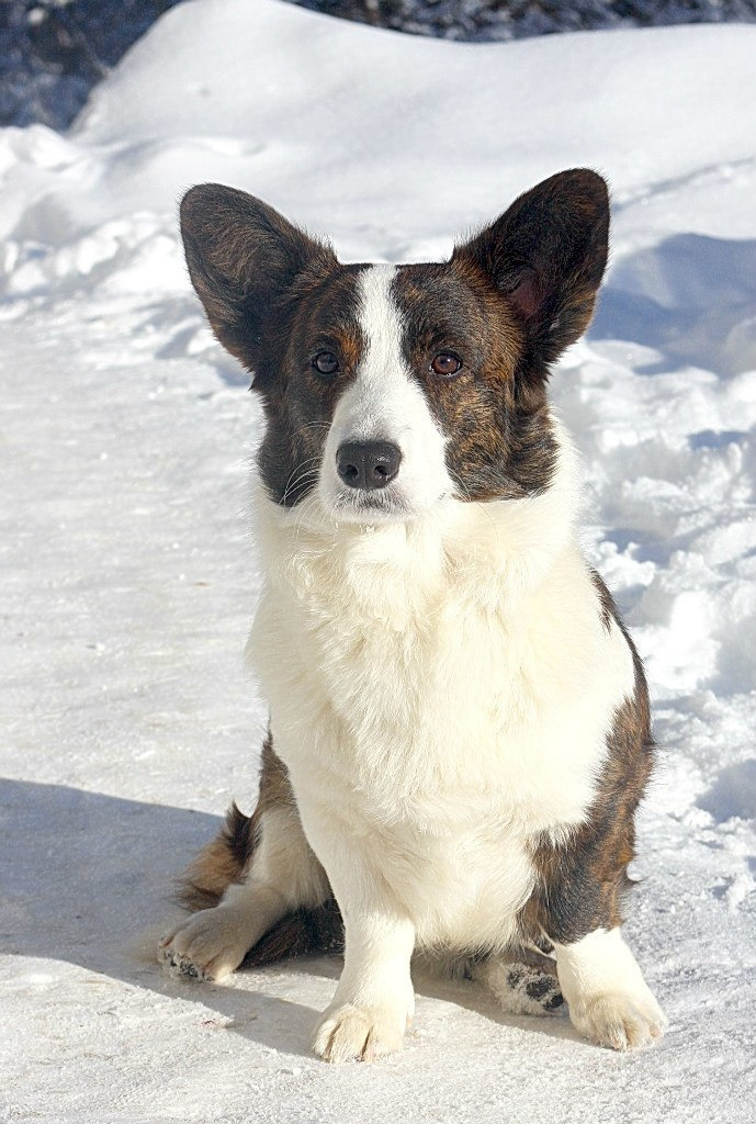 Corgi Na Volge Ariel ЭЛЯ. Ice Fantasy kennel: professional breeding of Siberian huskies and wels