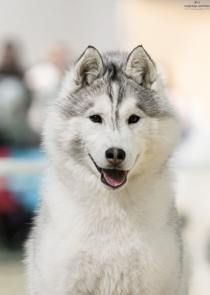 Племенная книга питомника Ice Fantasy. Купить щенка Вельш-корги-кардиган в семейном питомнике — Ice Fantasy