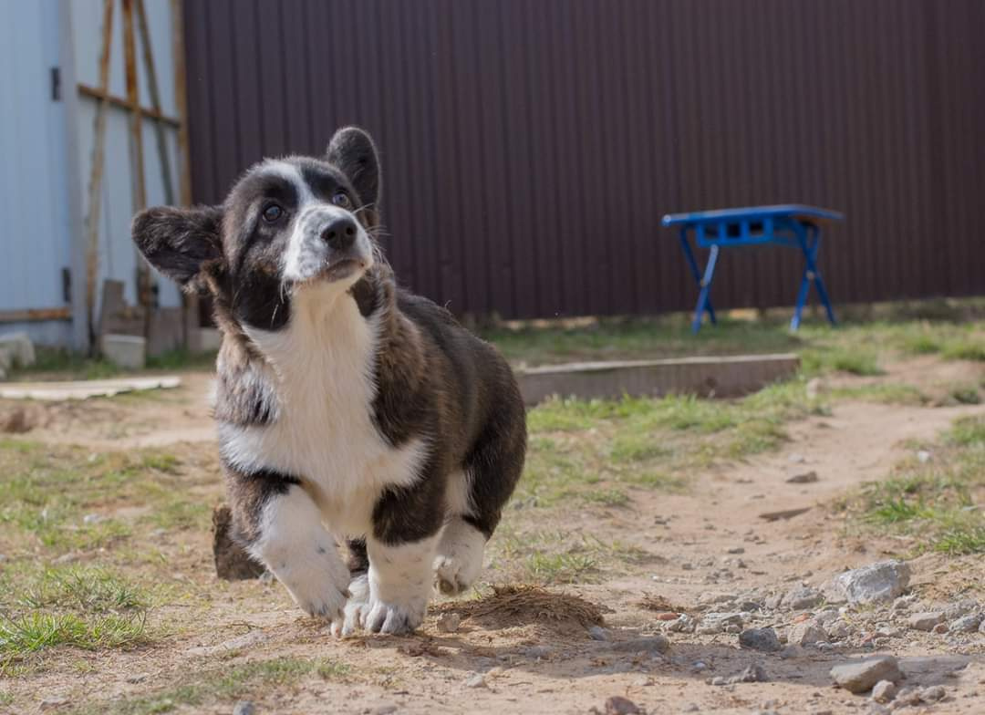 Галерея фотографий питомника Ice Fantasy. Купить щенка Вельш-корги-кардиган в семейном питомнике — Ice Fantasy