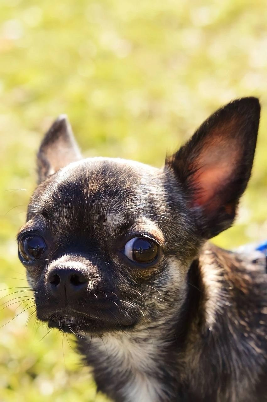 Хвостики. Портретный фотограф город Уфа