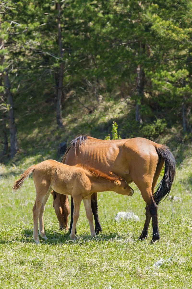 Животные. Photomantis