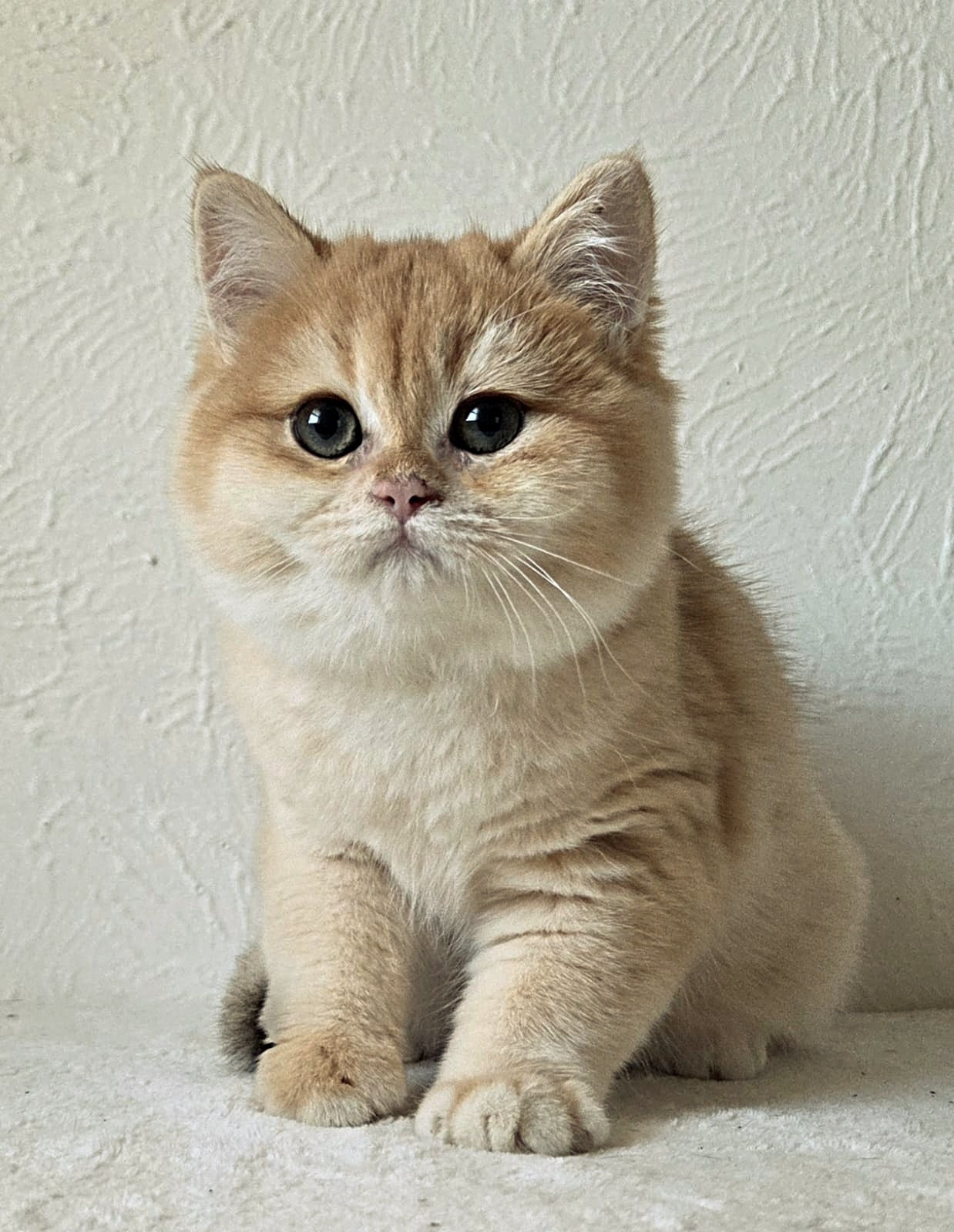 Kafi, DB-09.15.25, female, $1500. British shorhair Cats