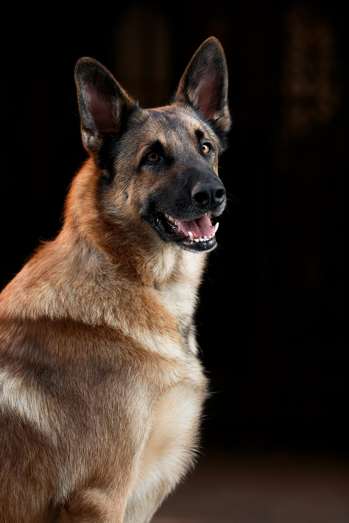 Алена, Кай и Мара. Фотограф-анималист Mary Mart — Москва, Питер