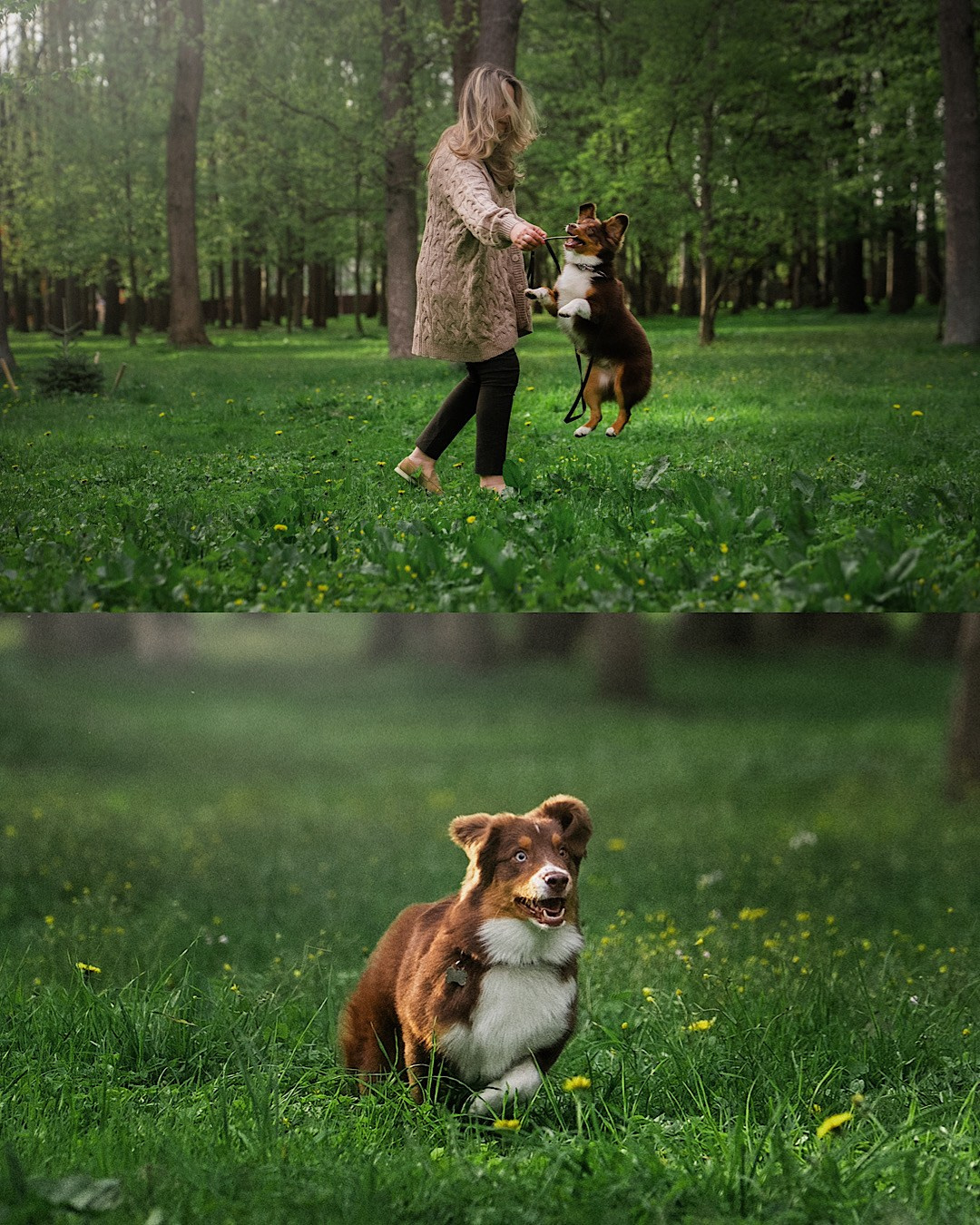 Мария и Брасс. Фотограф анималист в Москве и Санкт-Петербурге Свиридова Анна