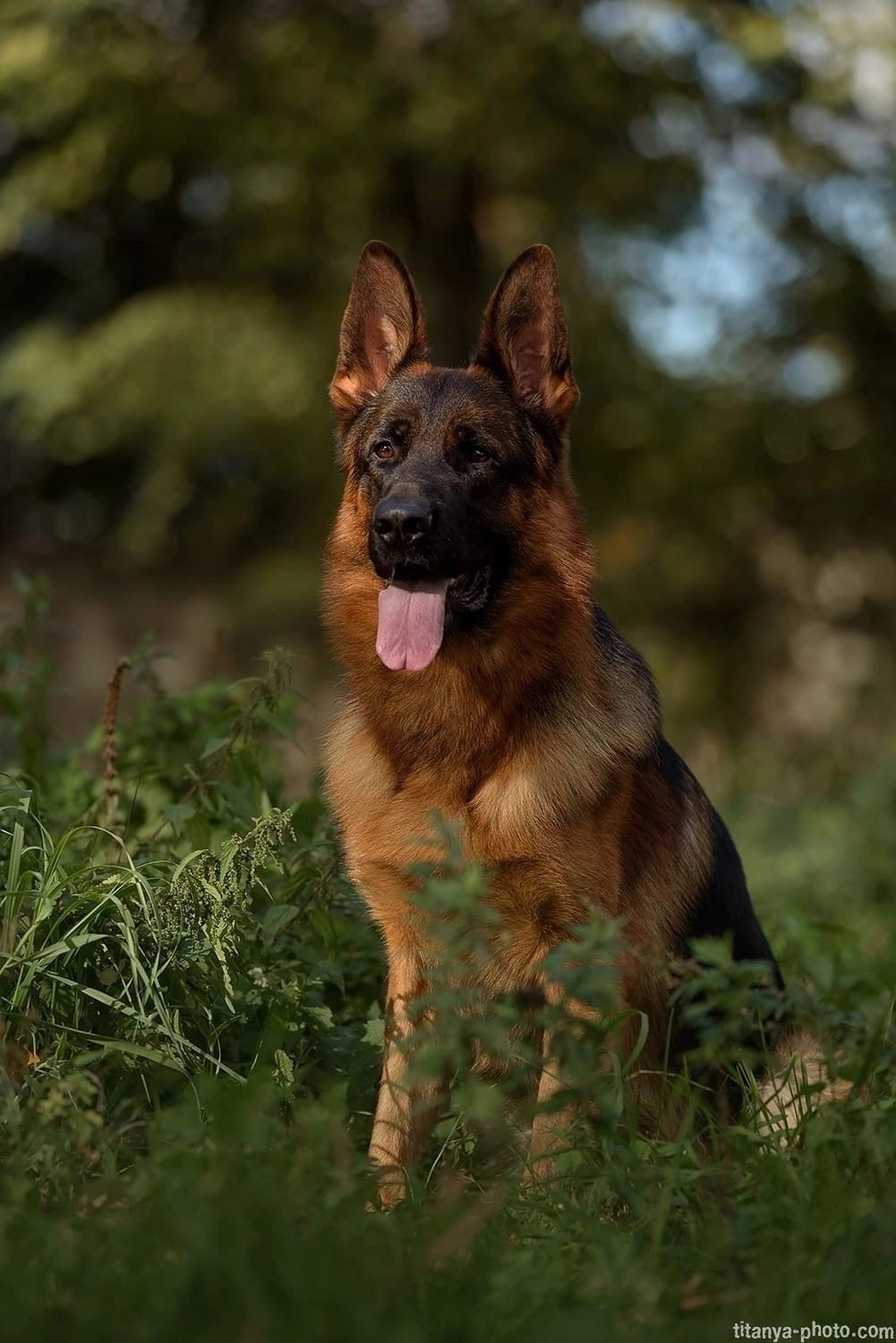 Фото немецких овчарок. Фотограф собак, фотограф-анималист Аня Титова (Titanya). Москва